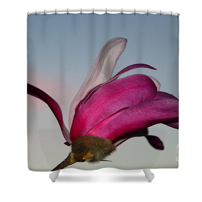 Beautiful Shower Curtain featuring the photograph Magnolia Blossom in the Sunset by Amanda Mohler