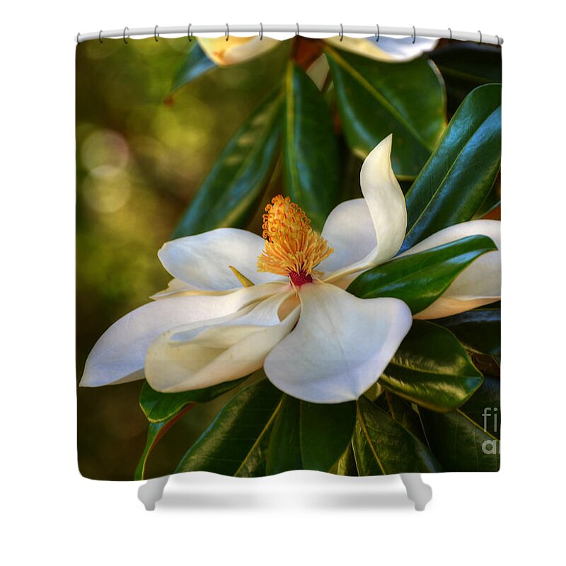 Flower Shower Curtain featuring the photograph Magnolia Blossom by Kathy Baccari