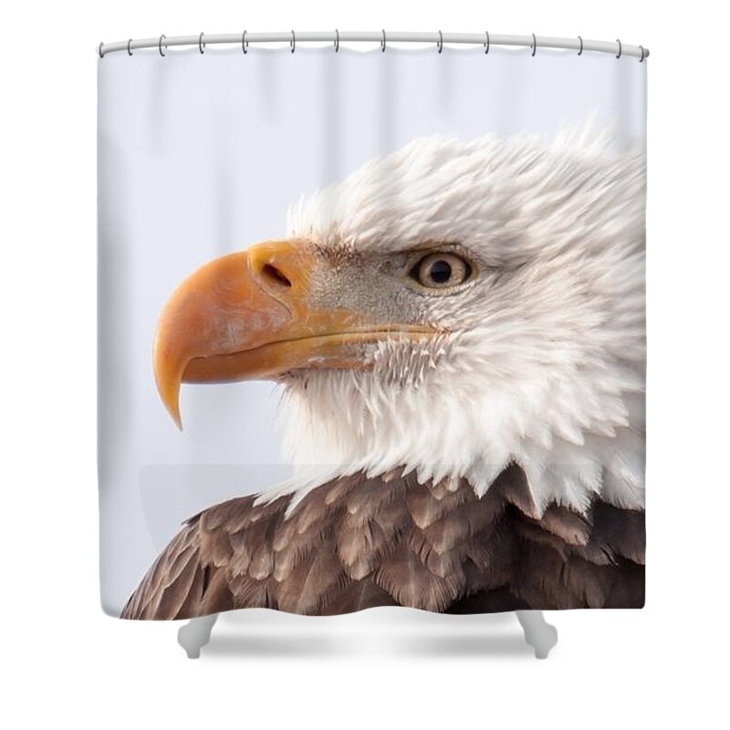 Eagle Shower Curtain featuring the photograph Majestic by Donald J Gray