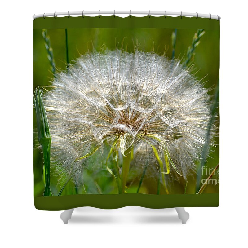 Dandelion Shower Curtain featuring the photograph Make a Wish by Suzette Kallen