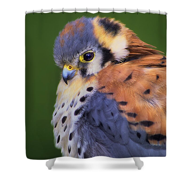 Dave Welling Shower Curtain featuring the photograph Male American Kestrel Falco Sparverius Captive by Dave Welling