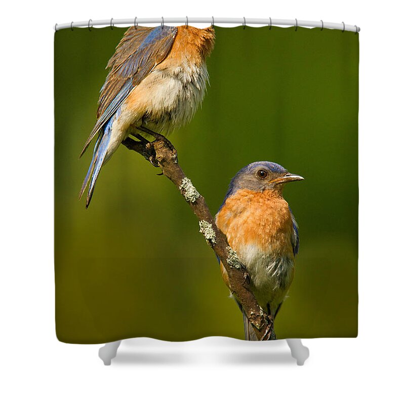 Eastern Bluebird Shower Curtain featuring the photograph Male and Female Bluebirds by Jerry Fornarotto
