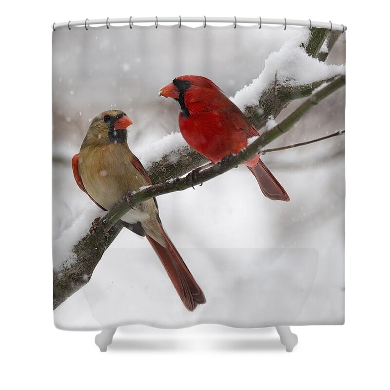 Birds Shower Curtain featuring the photograph Male and Female Cardinal by Ann Bridges