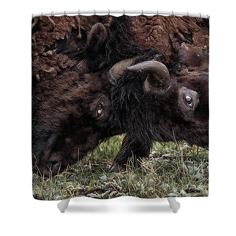 Horned Shower Curtain featuring the photograph Male Bison Battling by Michael J. Cohen, Photographer