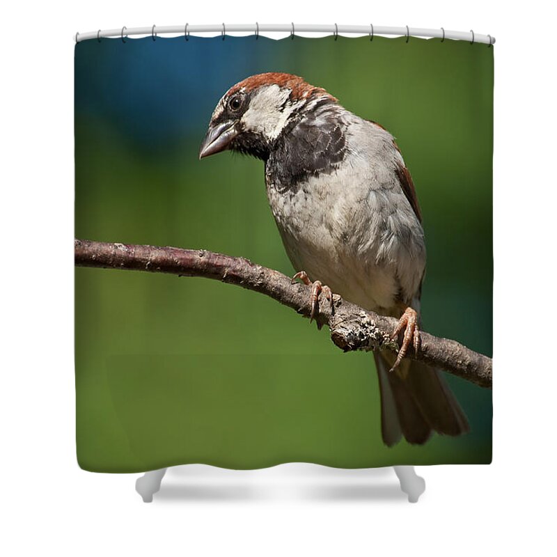 Animal Shower Curtain featuring the photograph Male House Sparrow Perched in a Tree by Jeff Goulden