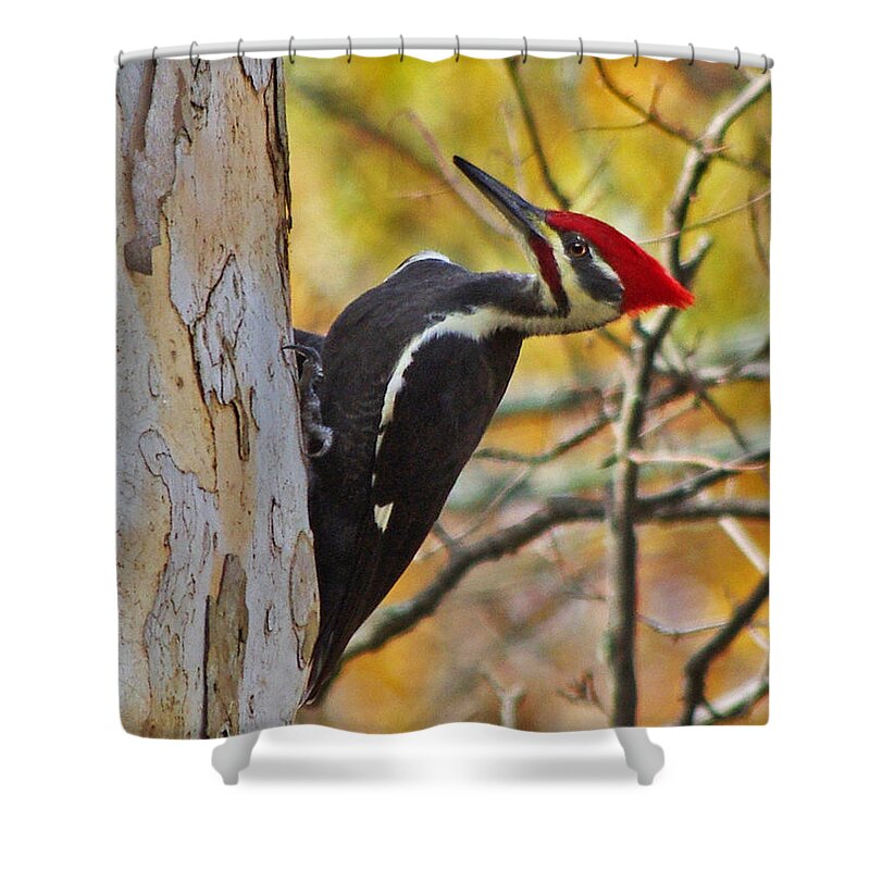 Pileated Shower Curtain featuring the photograph Male Pileated Woodpecker by Jenny Gandert