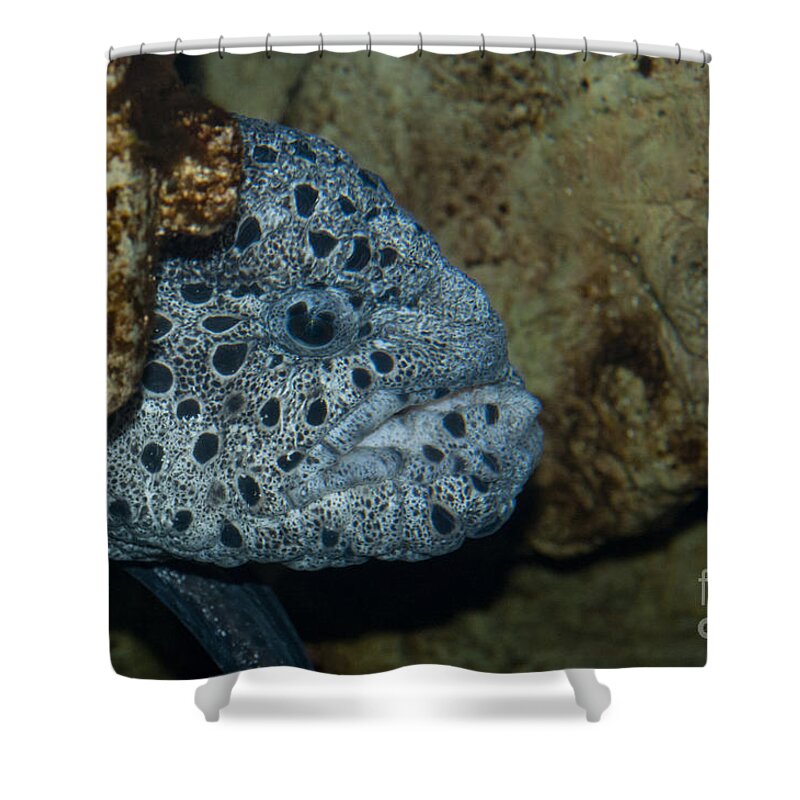 Wolf Eel Shower Curtain featuring the photograph Male Wolf Eel by William H. Mullins