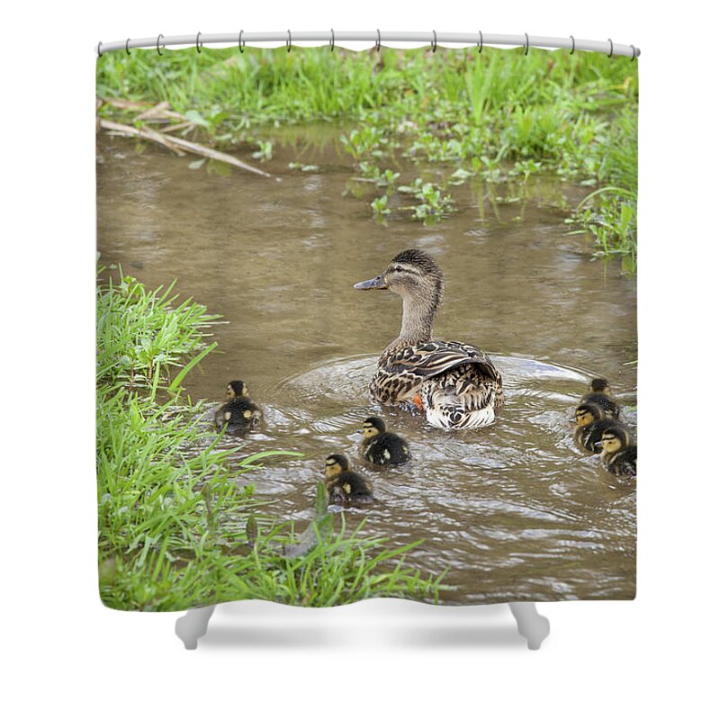 Grass Shower Curtain featuring the photograph Mallard Duck & Ducklings In The by Tim Graham