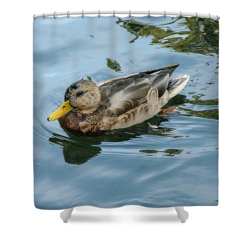 Hen Shower Curtain featuring the photograph Solitaire Mallard Duck by Roxy Hurtubise