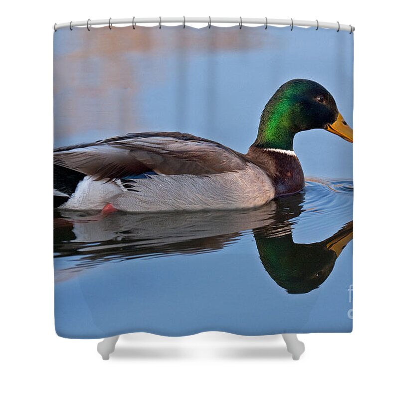 Anas Platyrhynchos Shower Curtain featuring the photograph Mallard Duck in Sterne Lake by Fred Stearns