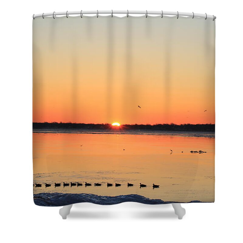 Mallard Shower Curtain featuring the photograph Mallards at Sunrise by David Jackson