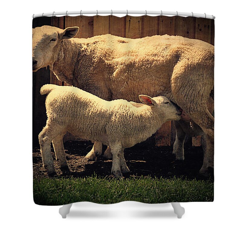 White Shower Curtain featuring the photograph Mama Sheep And Baby Lamb by Maria Angelica Maira