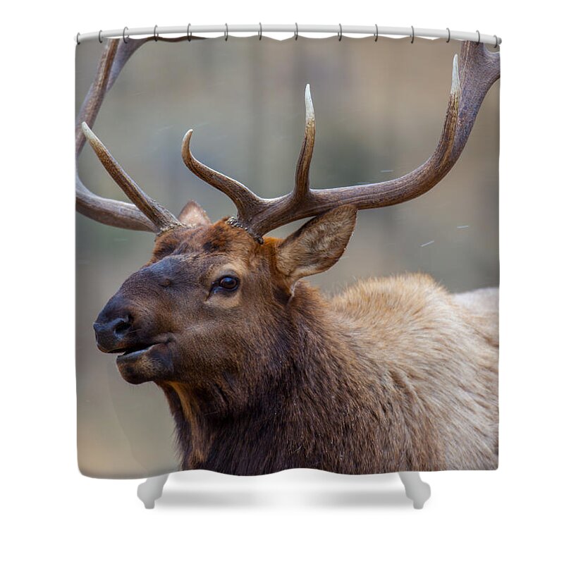Wildlife Shower Curtain featuring the photograph Mammoth Bull by Kevin Dietrich