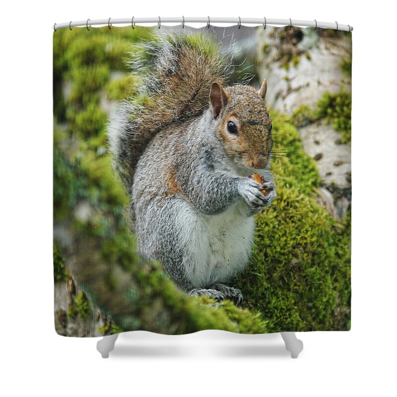 Squirrel Shower Curtain featuring the photograph Man this is good by Ron Roberts