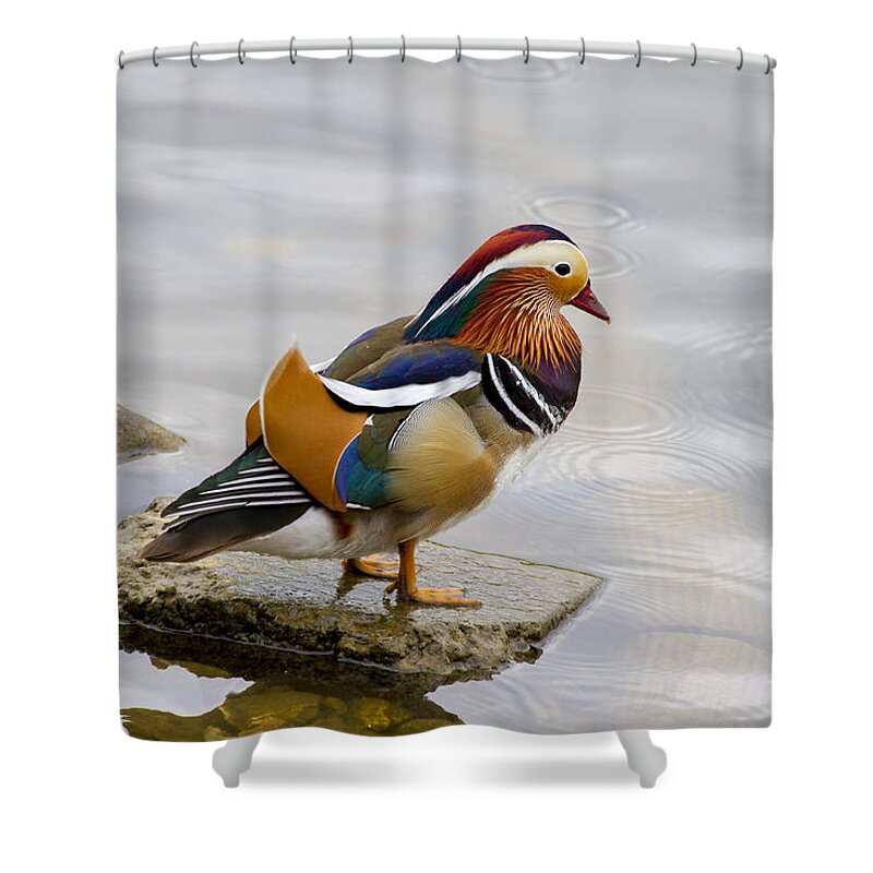Duck Shower Curtain featuring the photograph Mandarin by Chris Smith