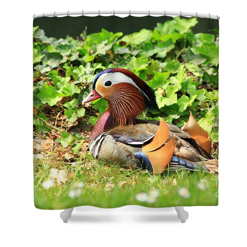 Animal Shower Curtain featuring the photograph Mandarin Duck in the grass by Amanda Mohler