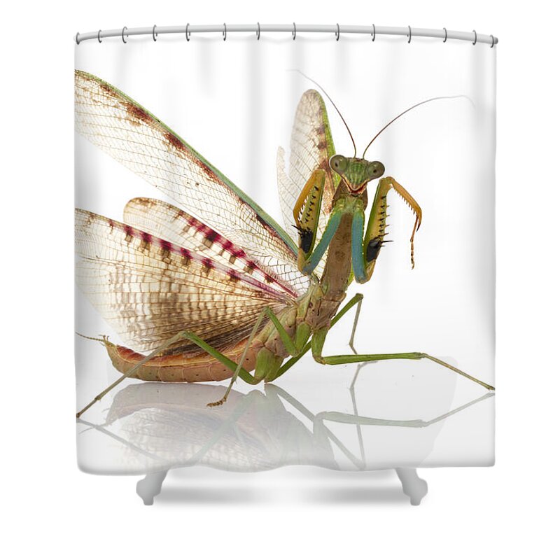 496689 Shower Curtain featuring the photograph Mantid In Defense Posture Gorongosa by Piotr Naskrecki