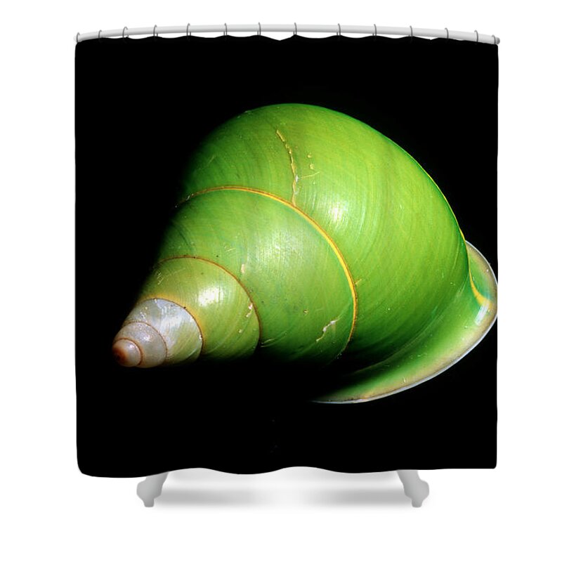 Animal Shower Curtain featuring the photograph Manus Island Green Tree Snail by Leslie Newman & Andrew Flowers