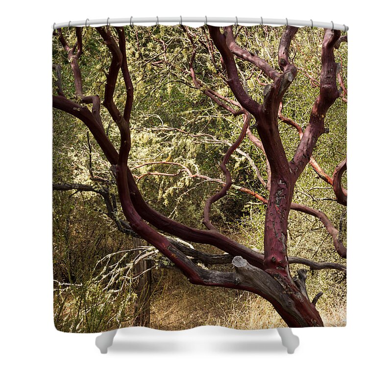 Manzanita Shower Curtain featuring the photograph Manzanita Tree by Suzanne Luft