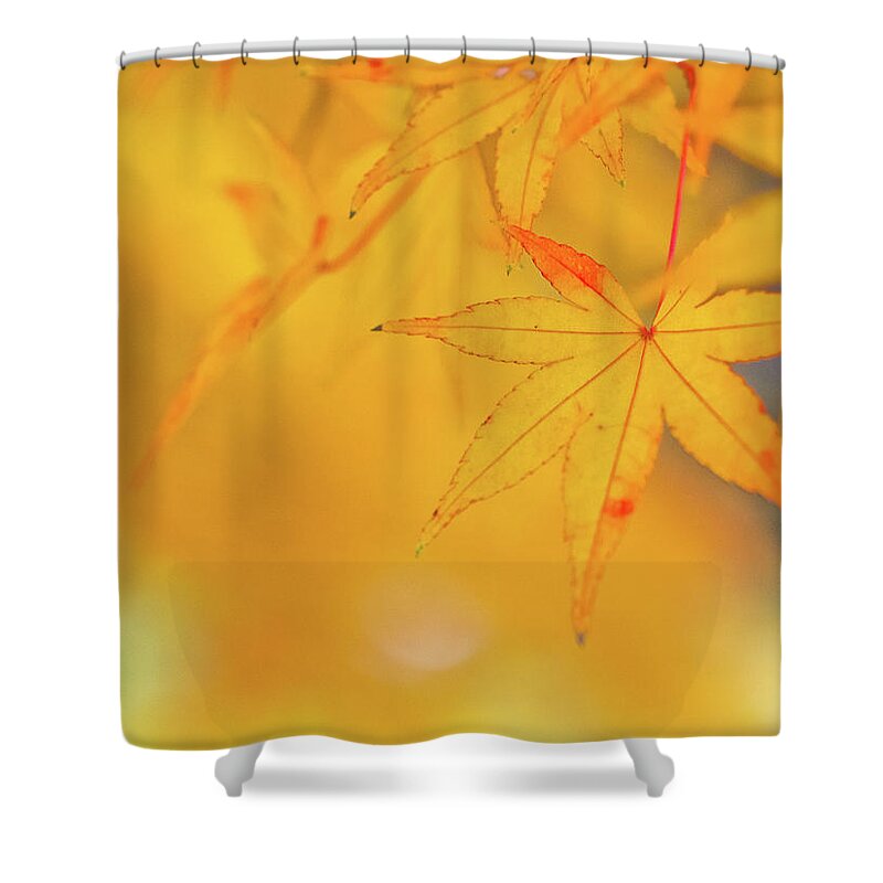 Outdoors Shower Curtain featuring the photograph Maple by Kyle Lin