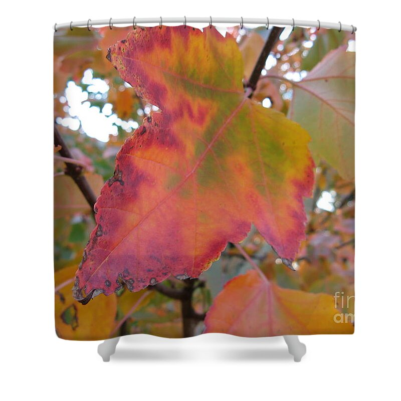Maple Leaf Shower Curtain featuring the photograph Maple Leaf Autumn by Mars Besso