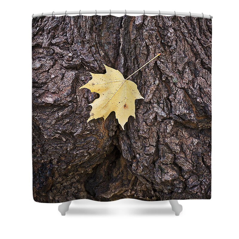 Arboretum Shower Curtain featuring the photograph Maple Leaf on Log by Steven Ralser