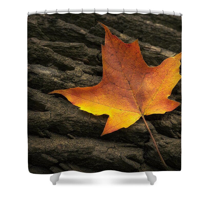 Maple Shower Curtain featuring the photograph Maple Leaf by Scott Norris