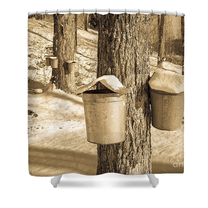Vermont Shower Curtain featuring the photograph Maple Sap Buckets by Edward Fielding