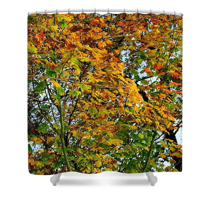 Autumn Shower Curtain featuring the photograph Maple Tree Autumn by Tikvah's Hope