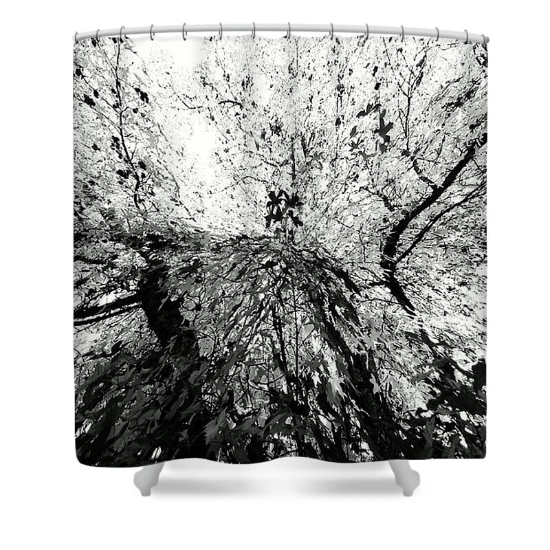 Cml Brown Shower Curtain featuring the photograph Maple Tree Inkblot by CML Brown