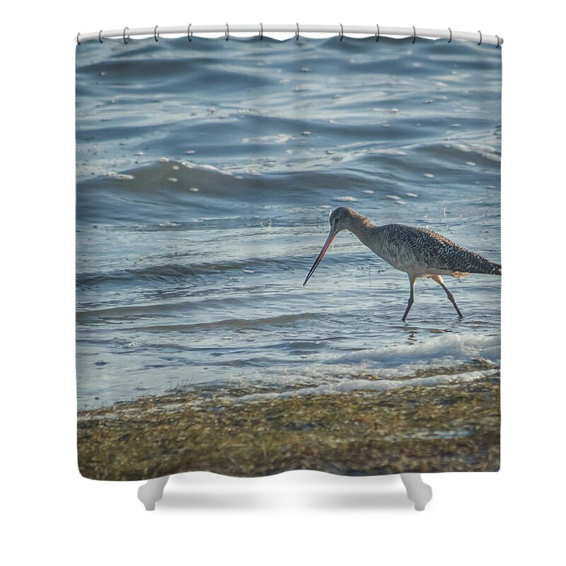 Florida Shower Curtain featuring the photograph Marbled Godwit by Jane Luxton