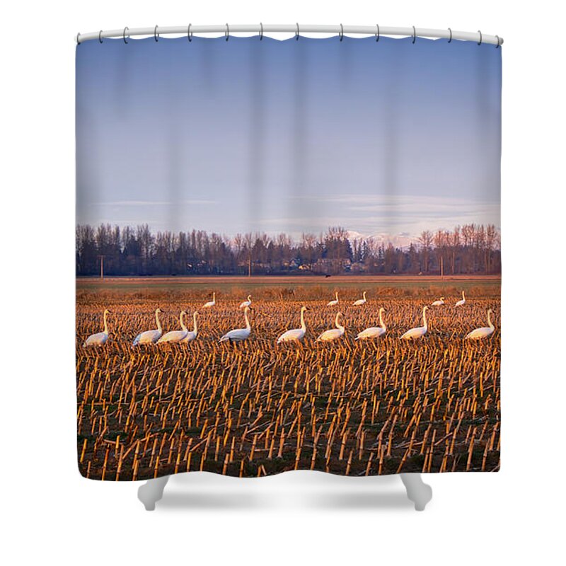 Birds Shower Curtain featuring the photograph March of the Swans by Mary Lee Dereske