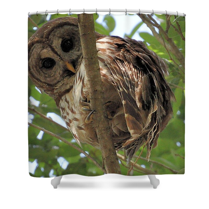 Hoot Owl Shower Curtain featuring the photograph Marcus' backyard Hooter by AnnaJo Vahle