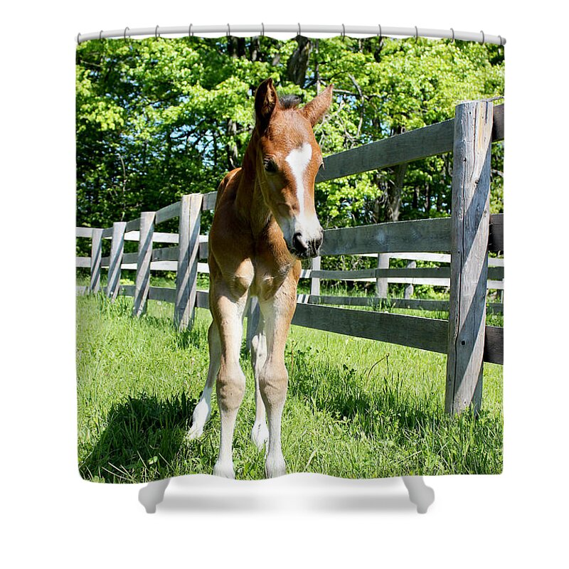 Foal Shower Curtain featuring the photograph Mare Foal57 by Janice Byer