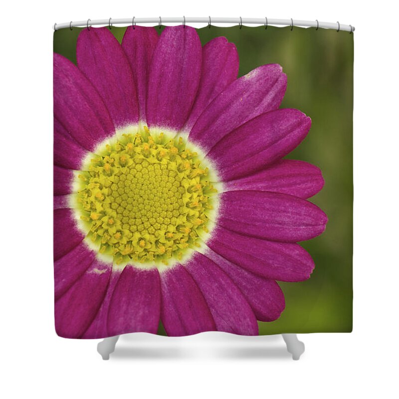Marguerite Daisy Shower Curtain featuring the photograph Marguerite by Penny Meyers