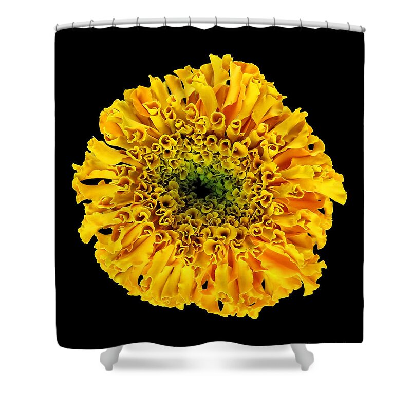 Nature Shower Curtain featuring the photograph Marigold by Harold Zimmer