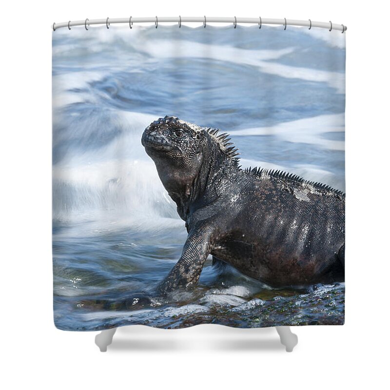 534122 Shower Curtain featuring the photograph Marine Iguana Academy Bay Galapagos by Tui De Roy