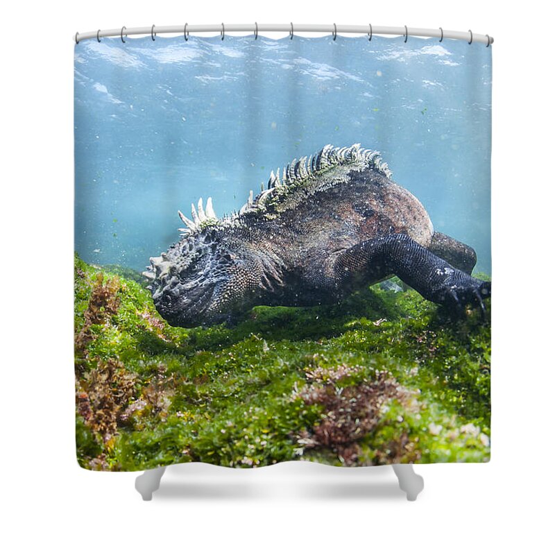 Tui De Roy Shower Curtain featuring the photograph Marine Iguana Feeding On Algae Punta by Tui De Roy