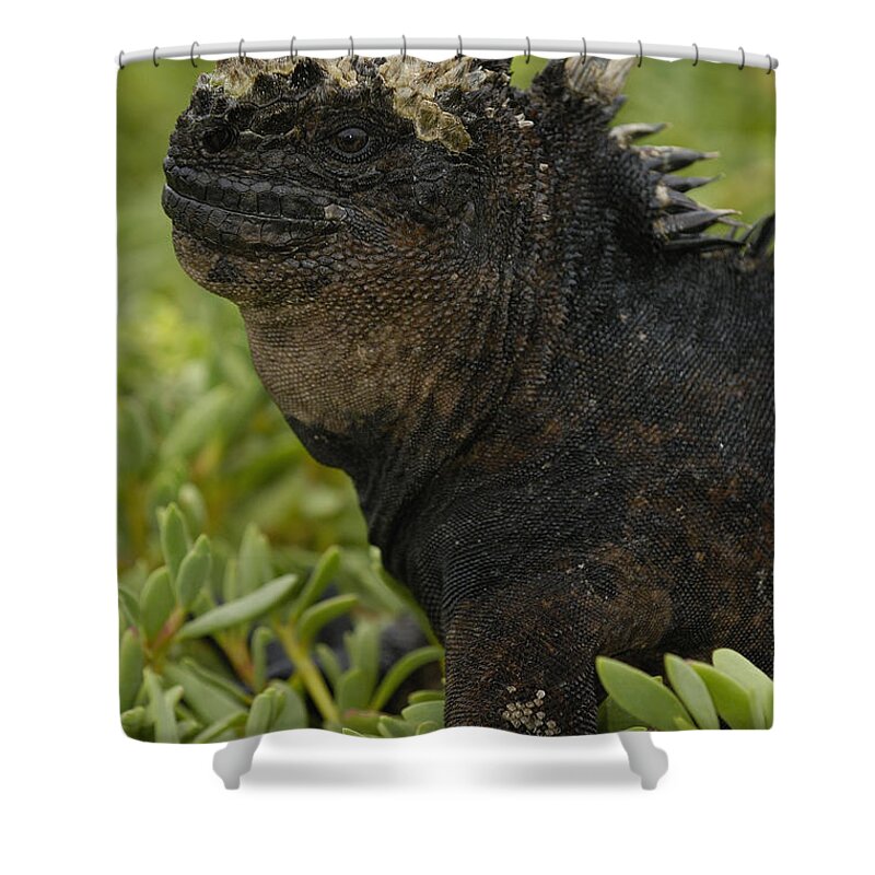 Feb0514 Shower Curtain featuring the photograph Marine Iguana Galapagos Islands by Pete Oxford