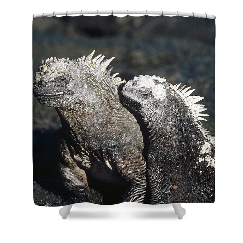 Feb0514 Shower Curtain featuring the photograph Marine Iguana Male And Female Galapagos by Tui De Roy
