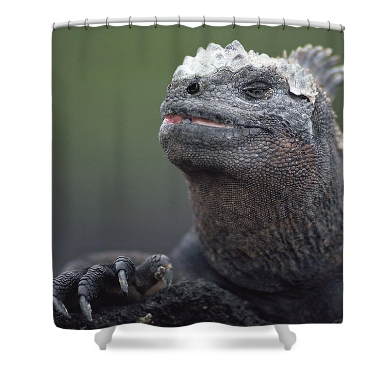 Feb0514 Shower Curtain featuring the photograph Marine Iguana Male Molting Galapagos by Tui De Roy