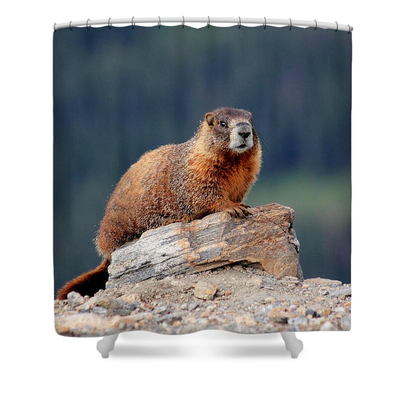 Marmot Shower Curtain featuring the photograph Marmot by Shane Bechler