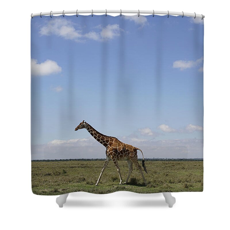 Hiroya Minakuchi Shower Curtain featuring the photograph Masai Giraffe On Savanna Masai Mara by Hiroya Minakuchi