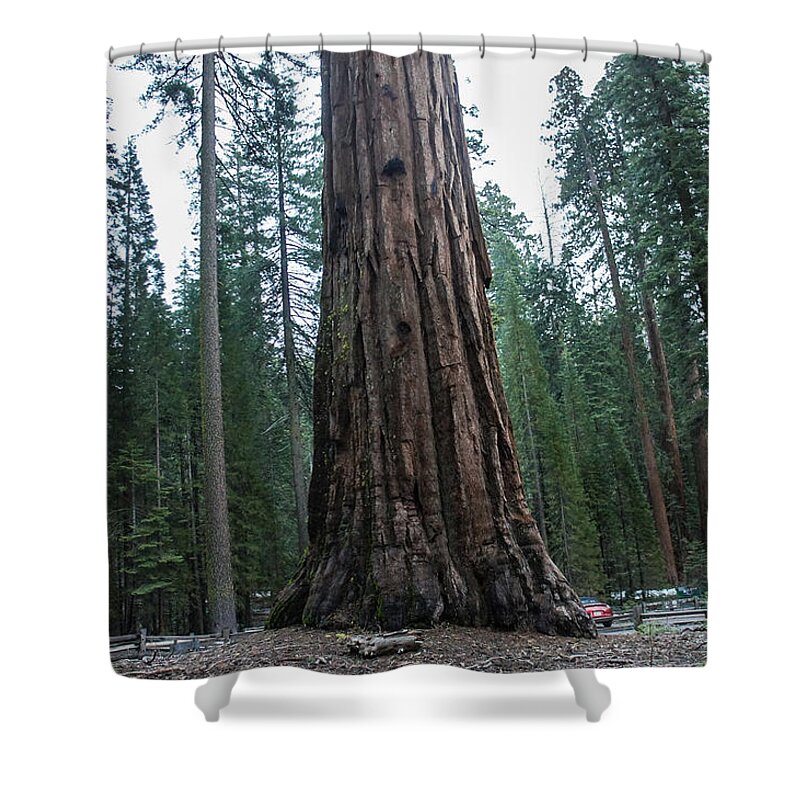 Redwoods Shower Curtain featuring the photograph Master of the Forest by Weir Here And There