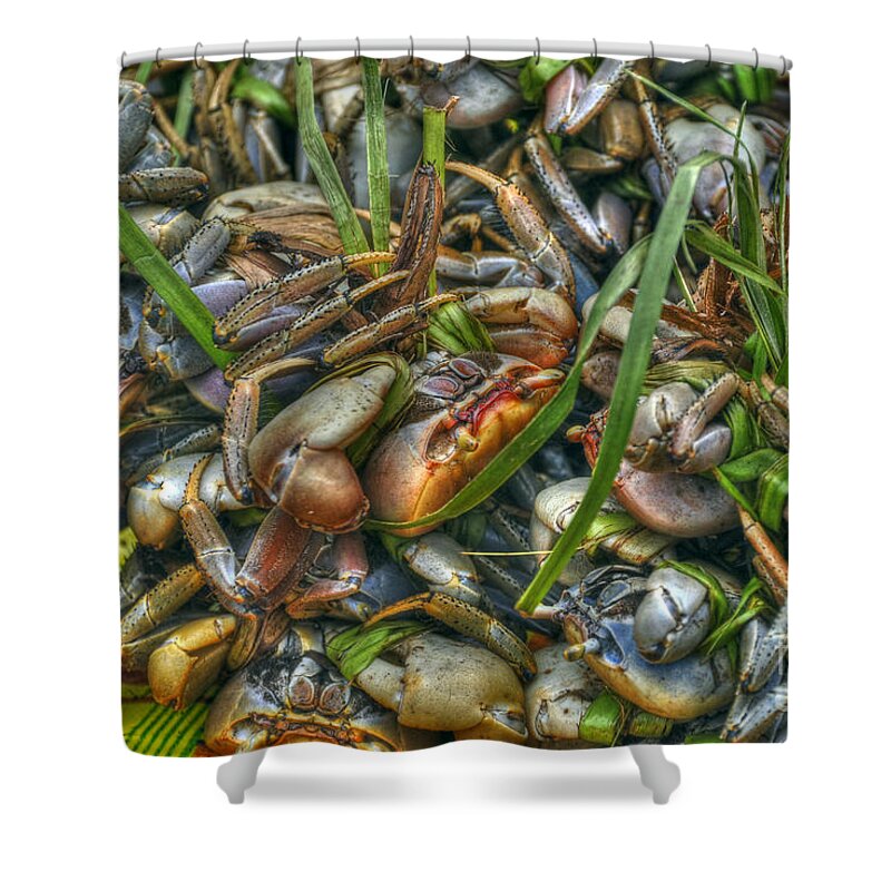 Crabs Shower Curtain featuring the photograph Matoutou crabs by PatriZio M Busnel