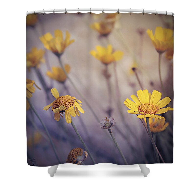 Four-nerve Daisies Shower Curtain featuring the photograph May Daze by Trish Mistric