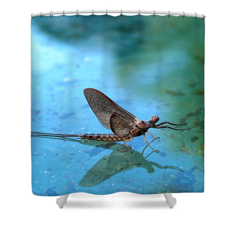 Mayfly Shower Curtain featuring the photograph Mayfly Reflected by Thomas Young