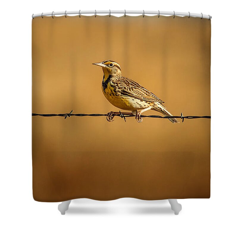 Wildlife Shower Curtain featuring the photograph Meadowlark And Barbed Wire by Robert Frederick