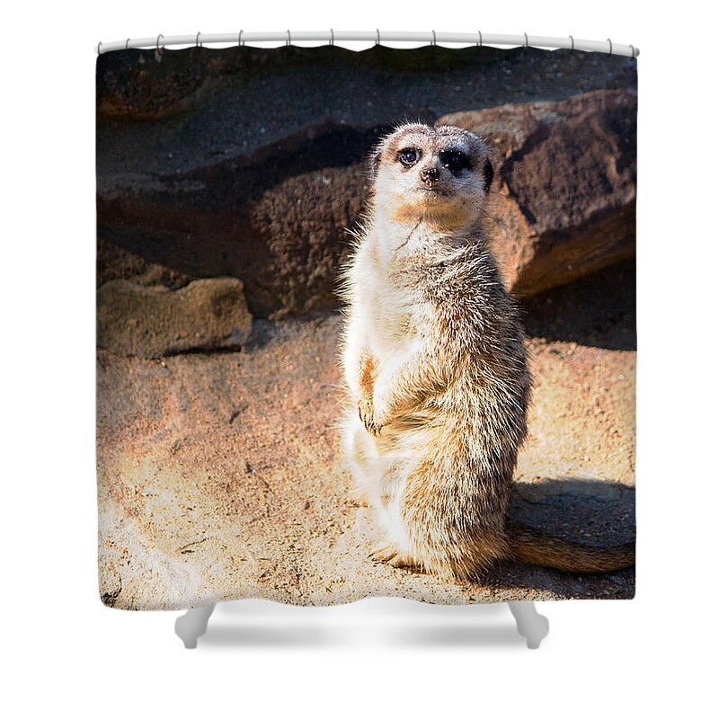 Meerkat Shower Curtain featuring the photograph Meerkat Sentry 1 by Nicholas Blackwell