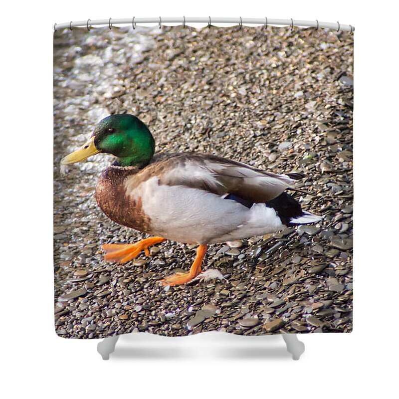Mallard Shower Curtain featuring the photograph Meet Mr. Quack - A Mallard Duck by Photographic Arts And Design Studio